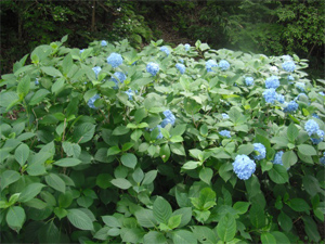 長野公園の紫陽花情報