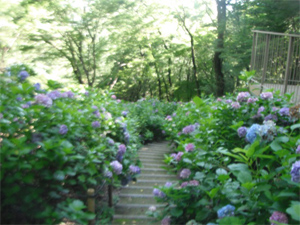 長野公園の紫陽花情報