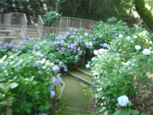 長野公園の紫陽花情報