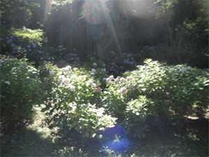 長野公園の紫陽花情報