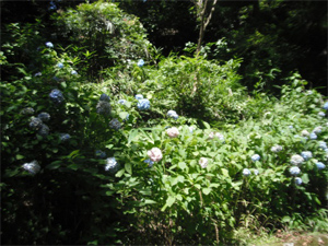 長野公園の紫陽花情報