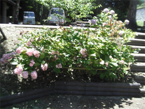 長野公園の紫陽花情報