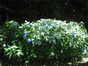 長野公園の紫陽花情報