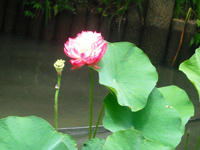 長野公園新聞 2015秋号(長野公園新聞記事内容ご紹介) 長野公園新聞 2015秋号(長野公園新聞記事内容ご紹介)