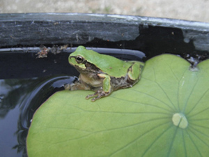 ニホンアマガエル（Hyla japonica）