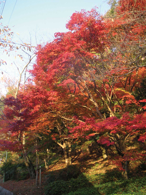 長野公園新聞 2015秋号（長野公園新聞記事内容ご紹介）