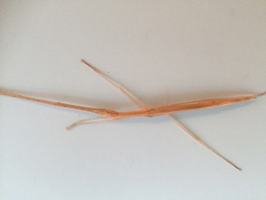 タイワントビナナフシ（Sipyloidea sipylus）