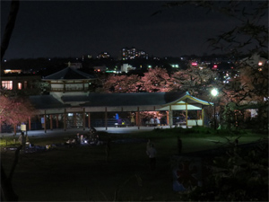 長野公園イベントレポート“夜桜ライトアップ”