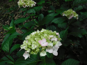 季節の情報　紫陽花情報 2016（5/30）