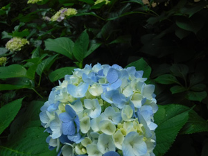 季節の情報　紫陽花情報 2016（5/30）