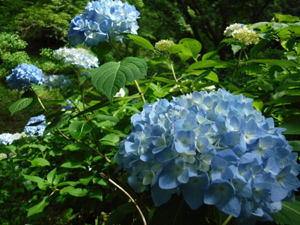 季節の情報　紫陽花情報 2016（5/30）