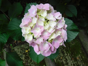 季節の情報　紫陽花情報 2016（6/4）