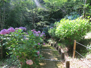 季節の情報　紫陽花情報 2016（6/10）