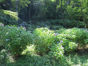 季節の情報　紫陽花情報 2016（6/10）