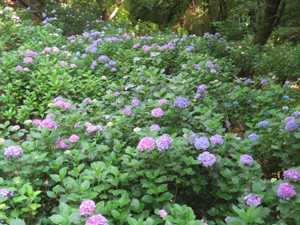 季節の情報　紫陽花情報 2016（6/18）