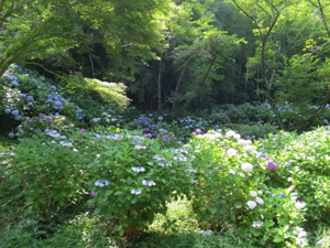 季節の情報　紫陽花情報 2016（6/18）