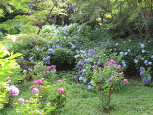 季節の情報　紫陽花情報 2016（6/18）