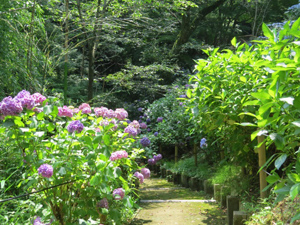 季節の情報　紫陽花情報 2016（6/27）