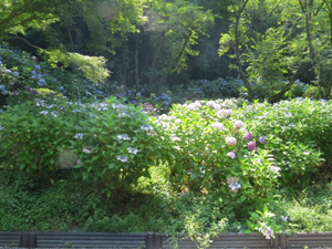 季節の情報　紫陽花情報 2016（6/27）