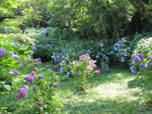 季節の情報　紫陽花情報 2016（6/27）