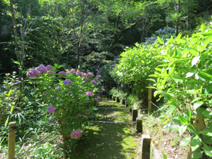 季節の情報　紫陽花情報 2016（7/1）