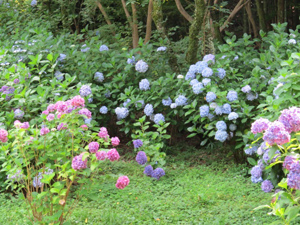 季節の情報　紫陽花情報 2016（7/1）