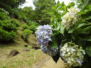 季節の情報　紫陽花情報 2017（6/23）