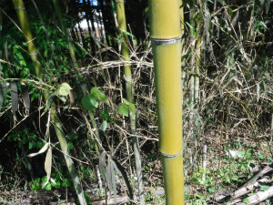 長野公園新聞 2017夏号