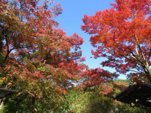 長野公園新聞 2017秋号