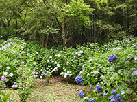 長野公園新聞 2018夏号 長野公園新聞 2018夏号