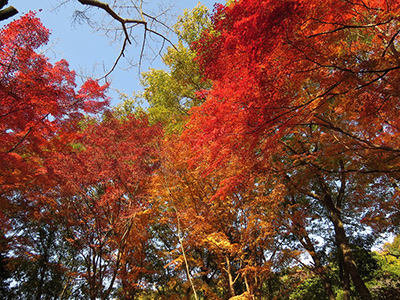 奥河内もみじ公園(延命寺地区)で珈琲を販売します！