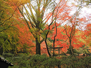 奥河内もみじ公園(延命寺地区)で珈琲を販売します！