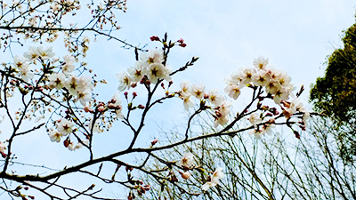 【重要】プロジェクションマッピング「奥河内黄金廓～桜の頃～」開催にあたってお願い