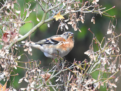 アトリ（Fringilla montifringilla）