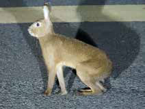 ニホンノウサギ（Lepus brachyurus）