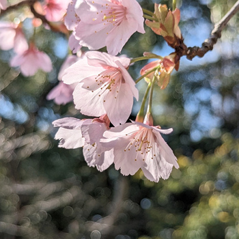 長野公園の桜イメージ