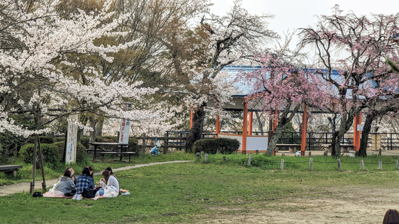長野遊園の桜イメージ