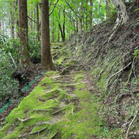 延命寺地区の苔