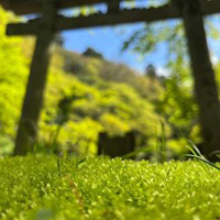 延命寺地区の苔