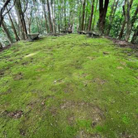 延命寺地区の苔
