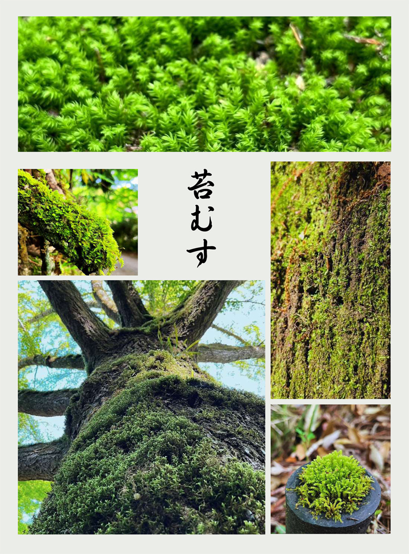 苔むす：さまざまな長野公園の苔の画像