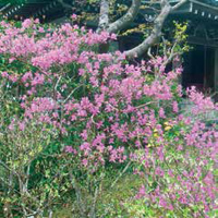 ヤマツツジ（延命寺 4月～5月）