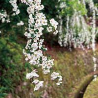 ユキヤナギ（河合寺 4月～5月）