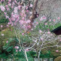 ヒメコブシ（観心寺 3月～4月）