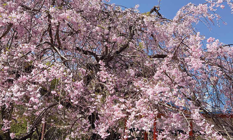 長野公園の枝垂れ桜