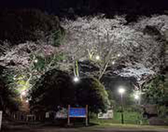 夜桜の画像