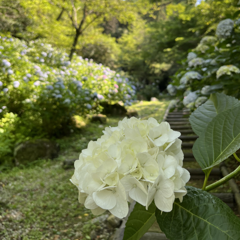 紫陽花
