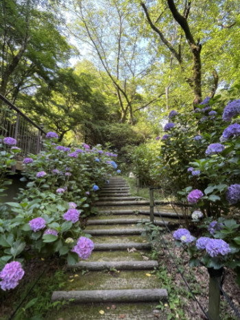 紫陽花