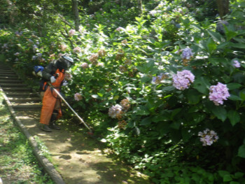 紫陽花