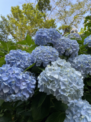 紫陽花